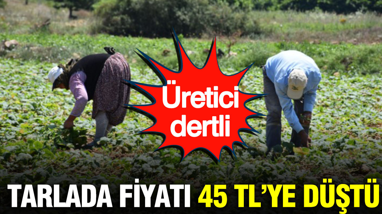 Tarlada kilosu 45 TL’ye düştü: Üretici dertli